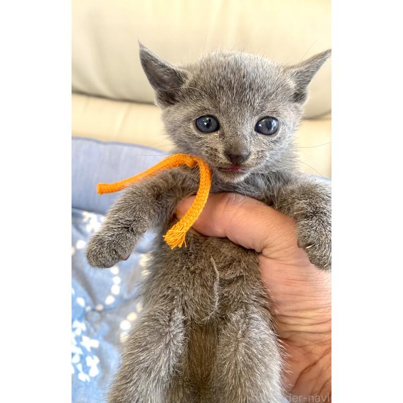 販売中の東京都のロシアンブルー-139687の7枚目