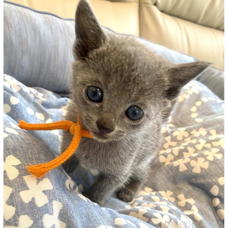 販売中の東京都のロシアンブルー-139687の6枚目