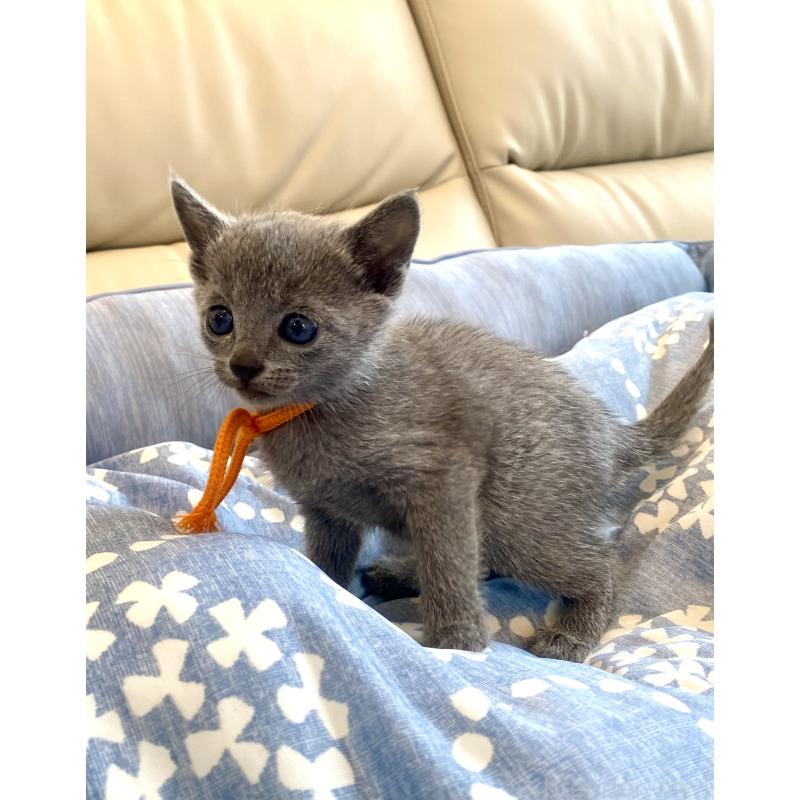 販売中の東京都のロシアンブルー-139687の5枚目