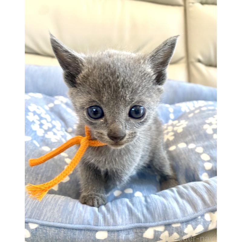 販売中の東京都のロシアンブルー-139687の4枚目