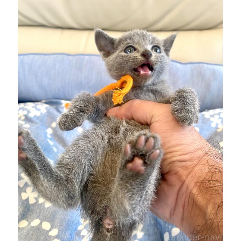 販売中の東京都のロシアンブルー-139687の3枚目