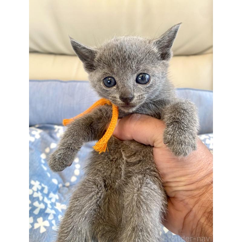 販売中の東京都のロシアンブルー-139687の2枚目