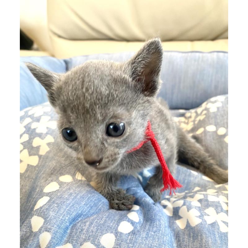 販売中の東京都のロシアンブルー-139688