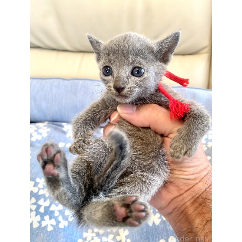 販売中の東京都のロシアンブルー-139688の9枚目