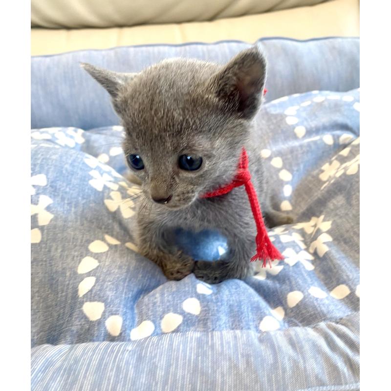 販売中の東京都のロシアンブルー-139688の8枚目