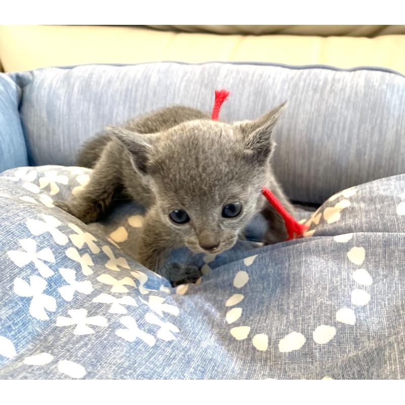 販売中の東京都のロシアンブルー-139688の7枚目