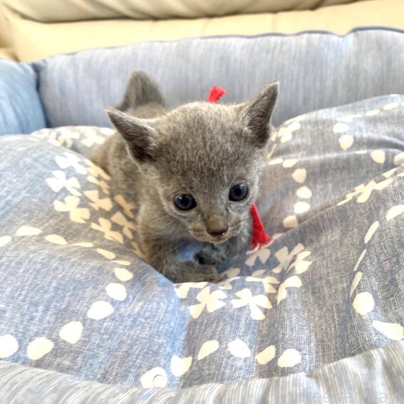 販売中の東京都のロシアンブルー-139688の6枚目