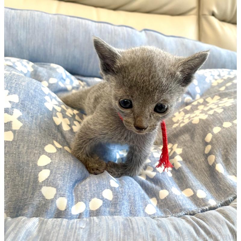 販売中の東京都のロシアンブルー-139688の5枚目