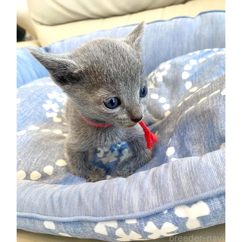 販売中の東京都のロシアンブルー-139688の4枚目