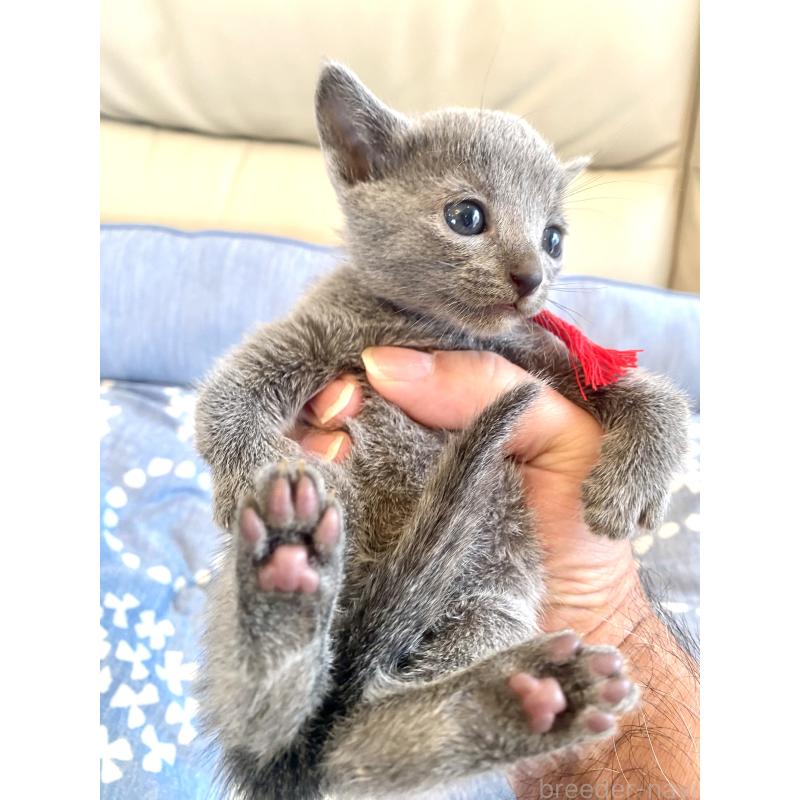 販売中の東京都のロシアンブルー-139688の3枚目