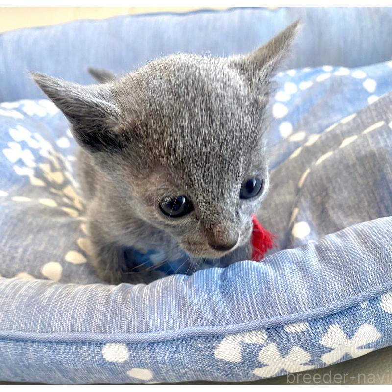 販売中の東京都のロシアンブルー-139688の2枚目