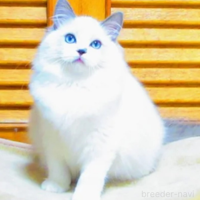 販売中の静岡県のラグドール-139689の3枚目