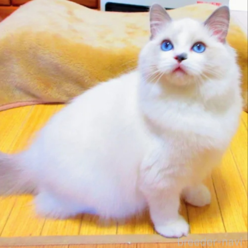 販売中の静岡県のラグドール-139689の2枚目