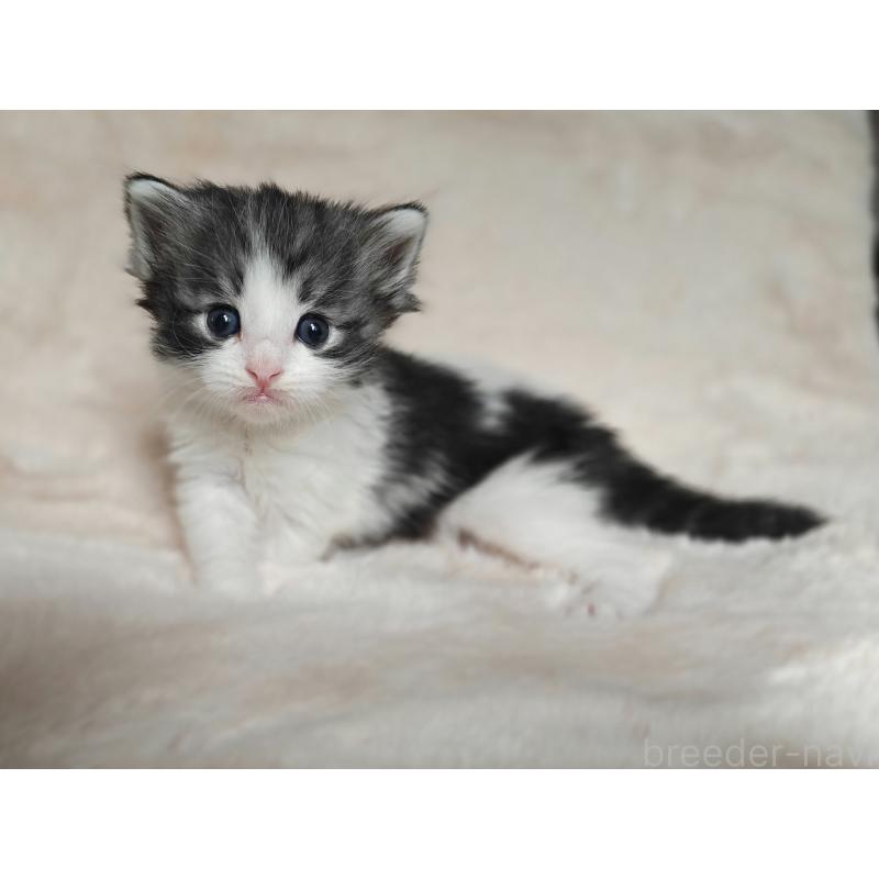 商談中の神奈川県のノルウェージャンフォレストキャット-139691の6枚目