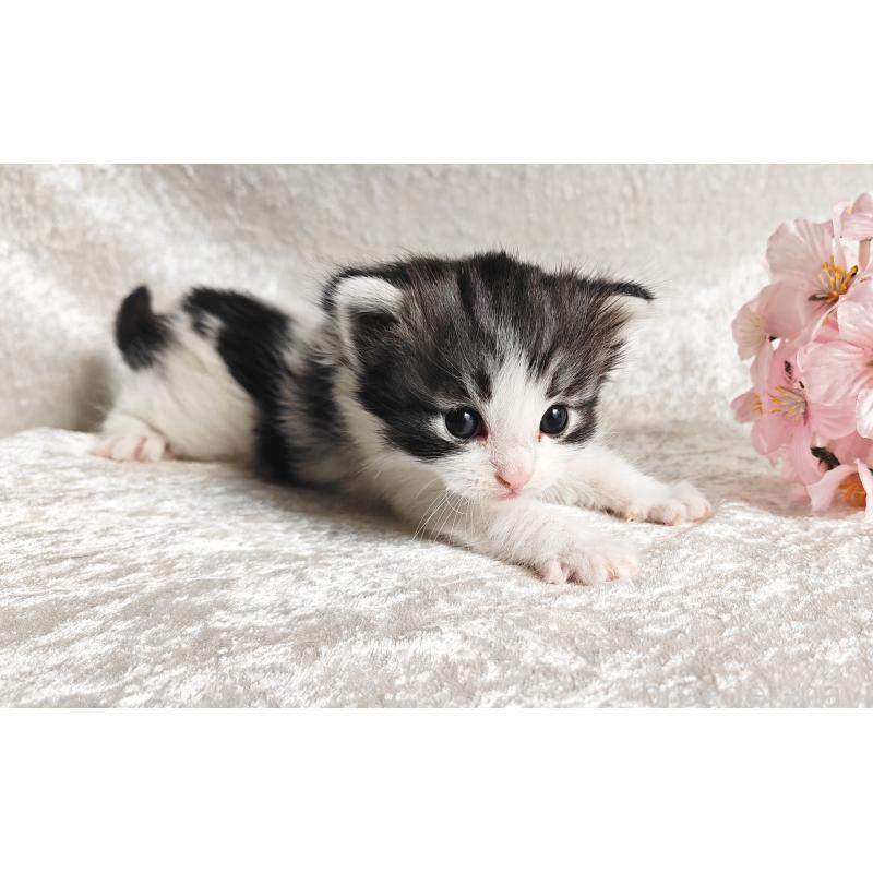 商談中の神奈川県のノルウェージャンフォレストキャット-139691の5枚目