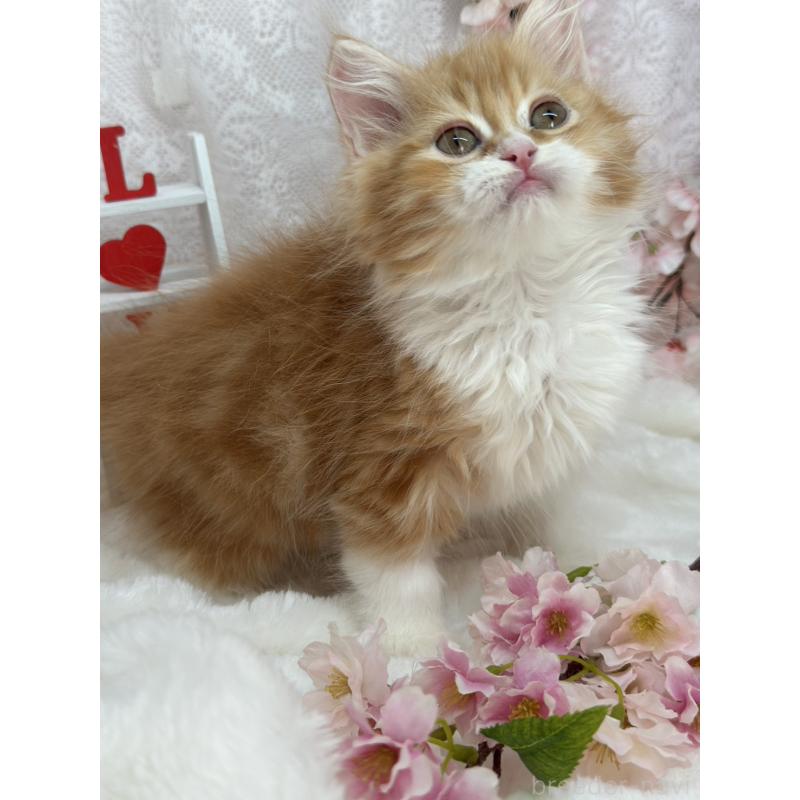 販売中の長野県のスコティッシュフォールド-139690の6枚目