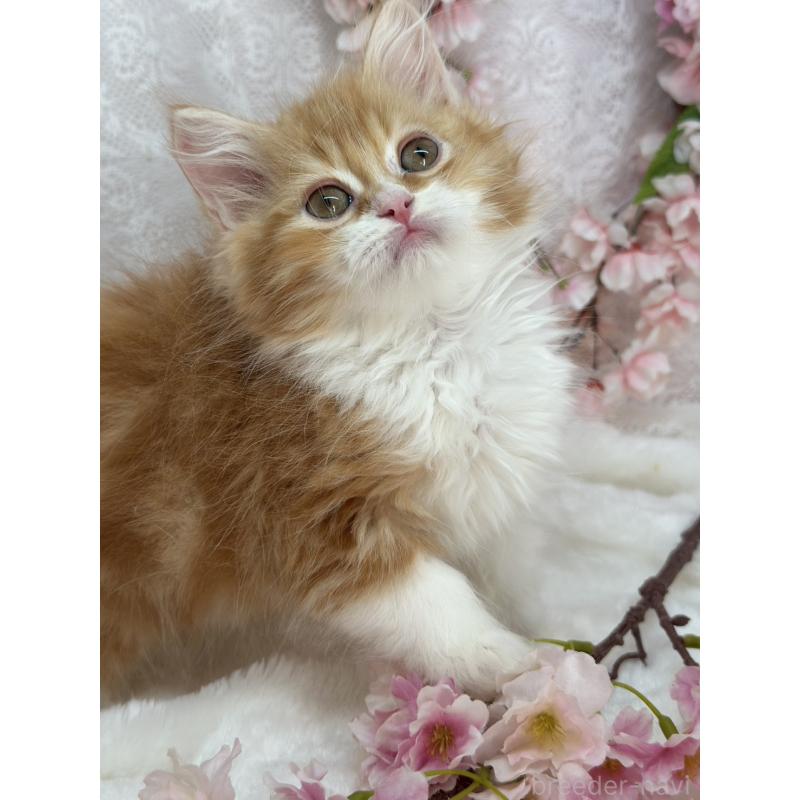 販売中の長野県のスコティッシュフォールド-139690の5枚目