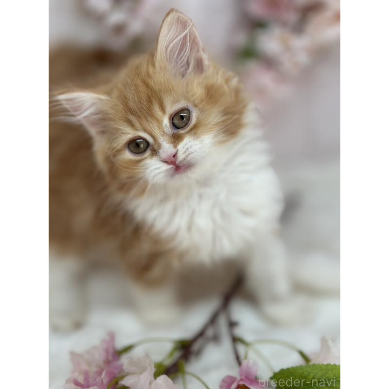 販売中の長野県のスコティッシュフォールド-139690の4枚目