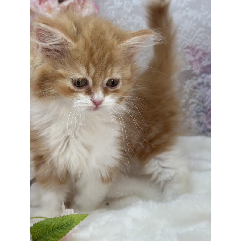 販売中の長野県のスコティッシュフォールド-139690の3枚目