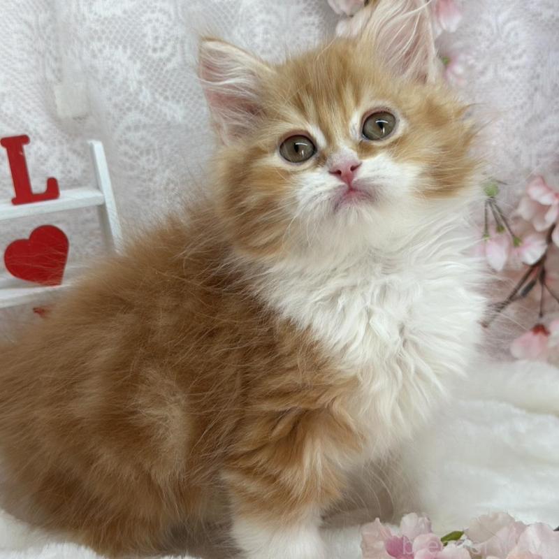 販売中の長野県のスコティッシュフォールド-139690の1枚目