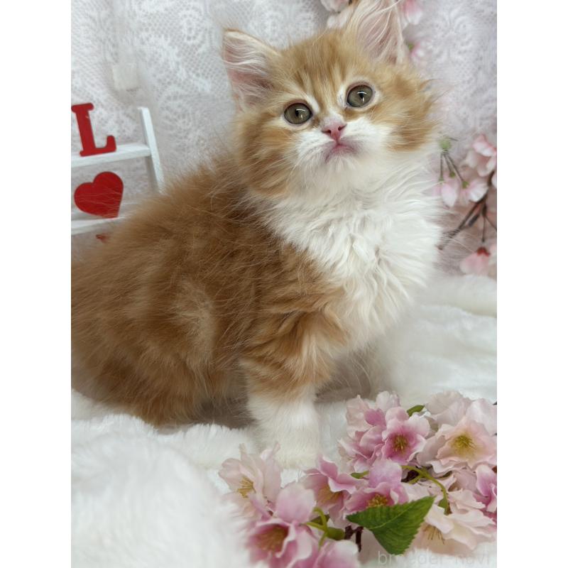 販売中の長野県のスコティッシュフォールド-139690の2枚目