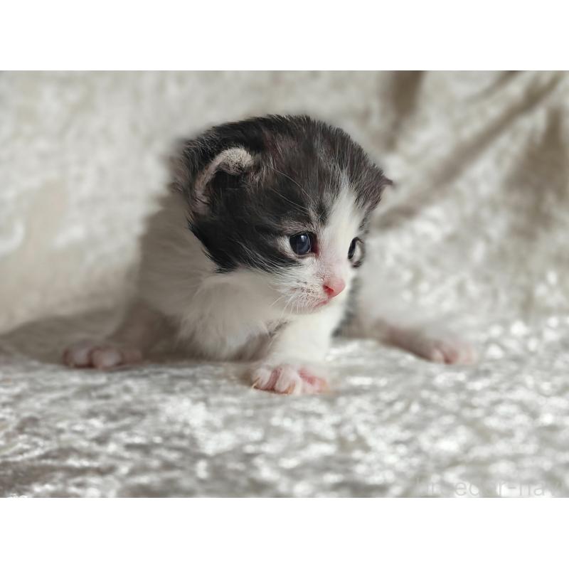 商談中の神奈川県のノルウェージャンフォレストキャット-139691の3枚目