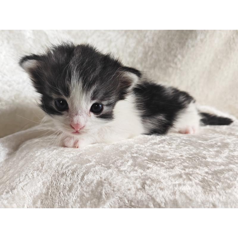 商談中の神奈川県のノルウェージャンフォレストキャット-139691の2枚目