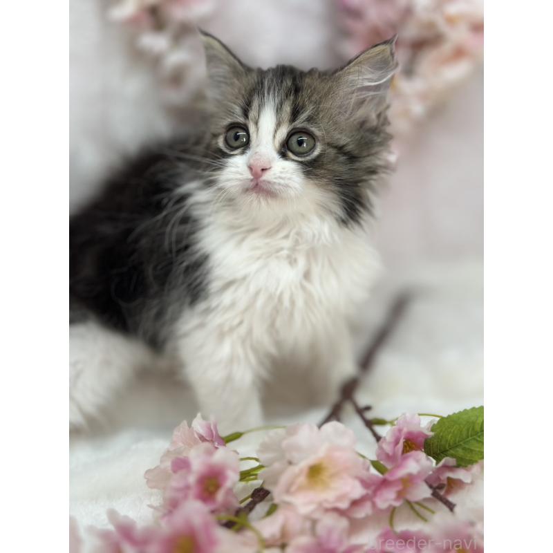 販売中の長野県のスコティッシュフォールド-139692の6枚目