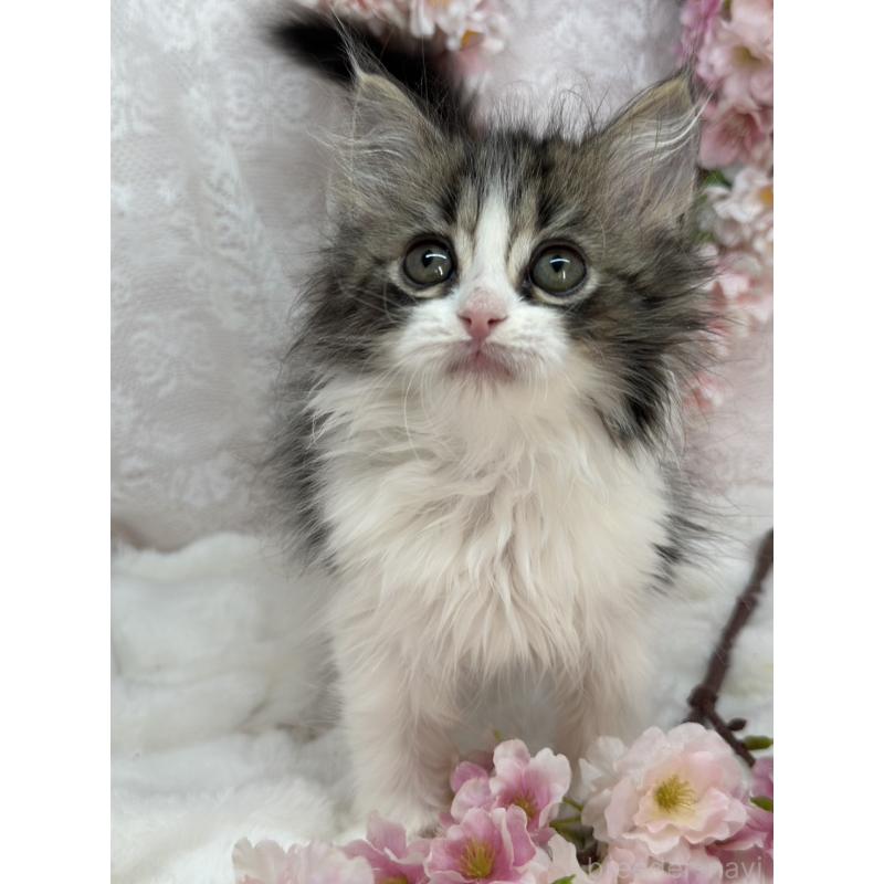 販売中の長野県のスコティッシュフォールド-139692の5枚目