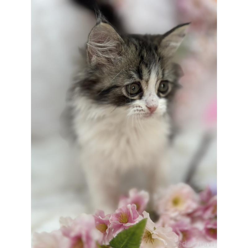 販売中の長野県のスコティッシュフォールド-139692の4枚目