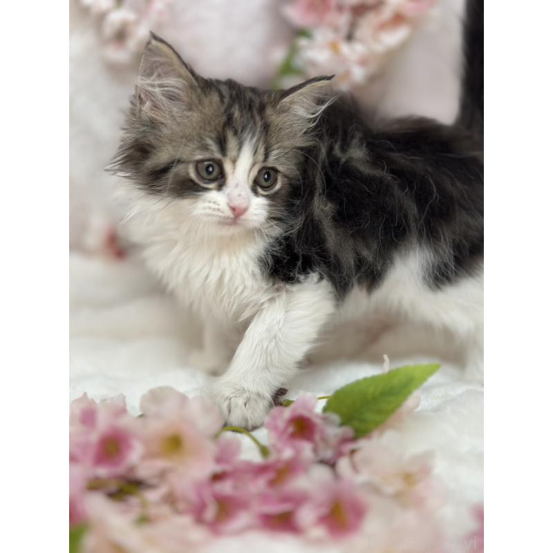 販売中の長野県のスコティッシュフォールド-139692の3枚目