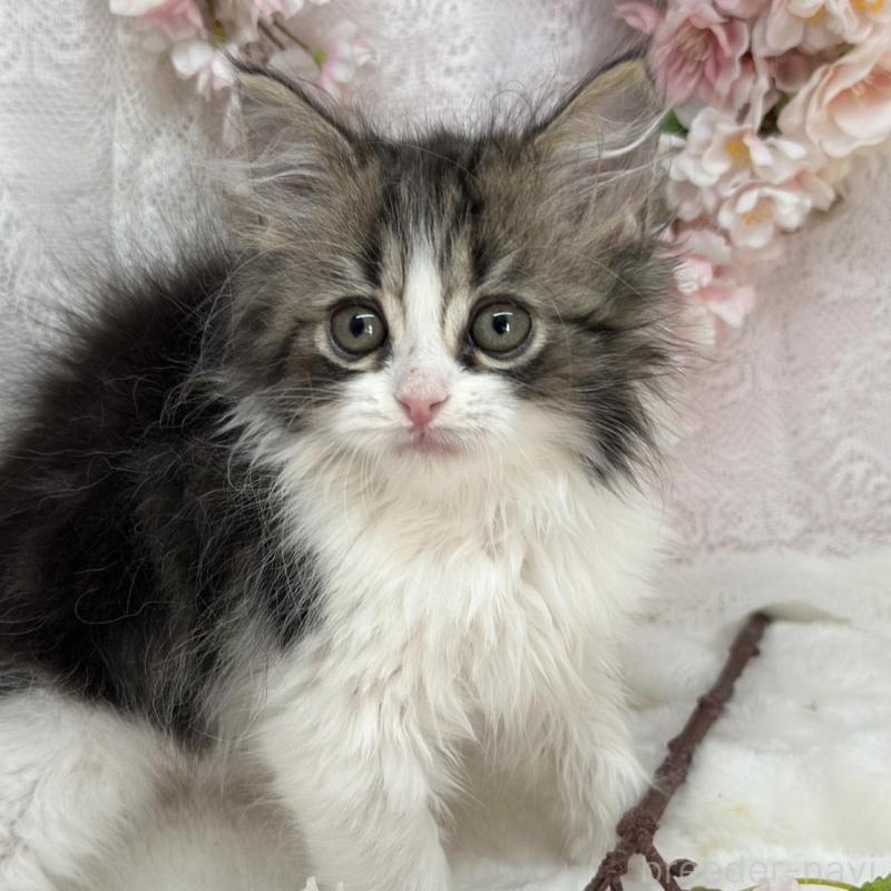 販売中の長野県のスコティッシュフォールド-139692