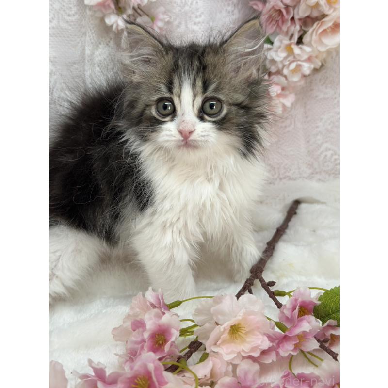 販売中の長野県のスコティッシュフォールド-139692の2枚目