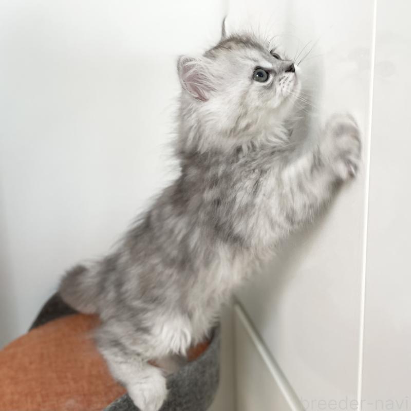 販売中の愛知県のミヌエット-136423の15枚目