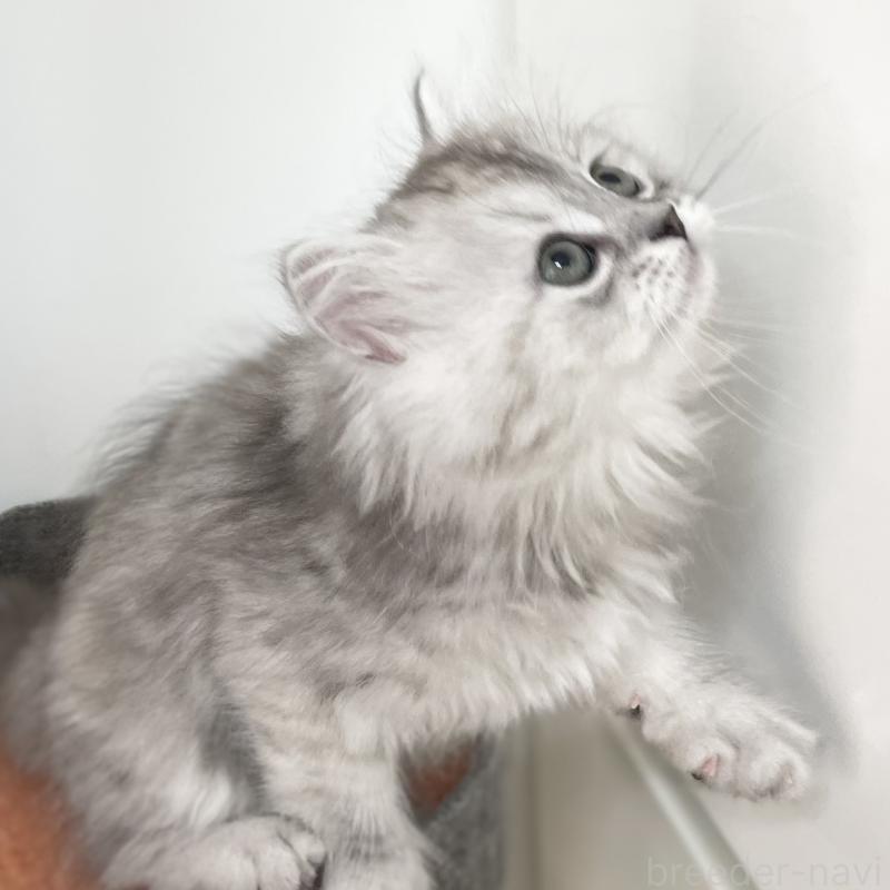 販売中の愛知県のミヌエット-136423の14枚目