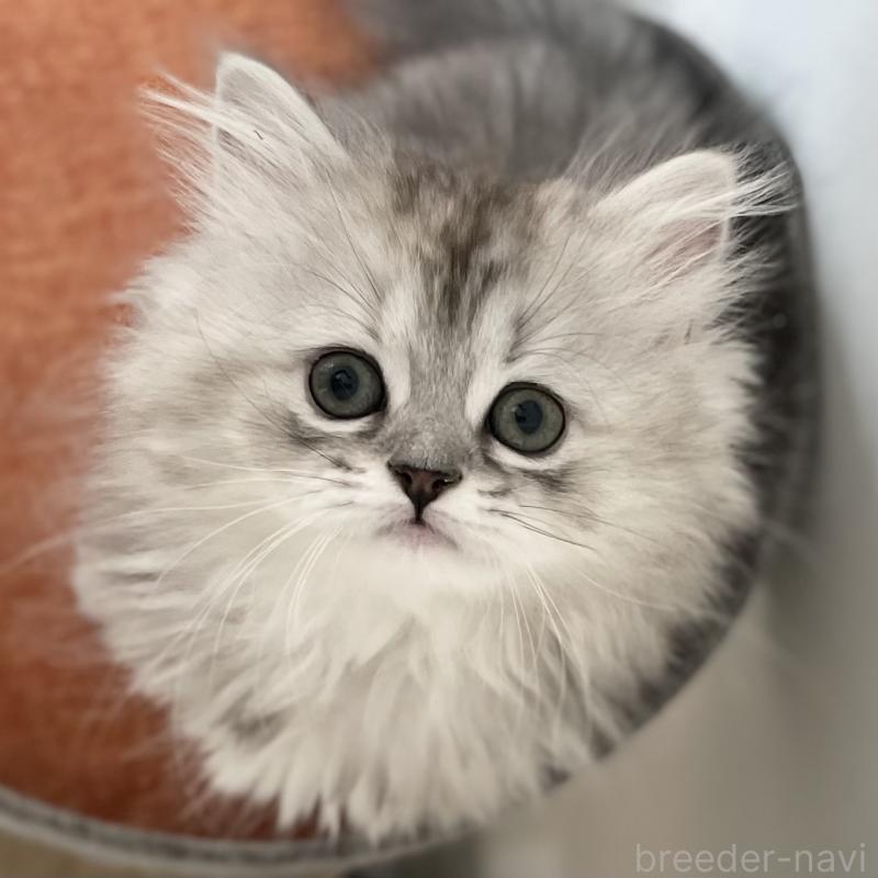 販売中の愛知県のミヌエット-136423