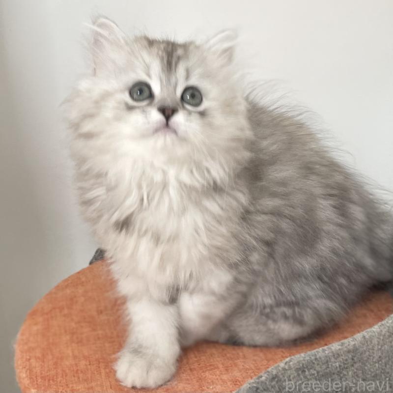 販売中の愛知県のミヌエット-136423の13枚目