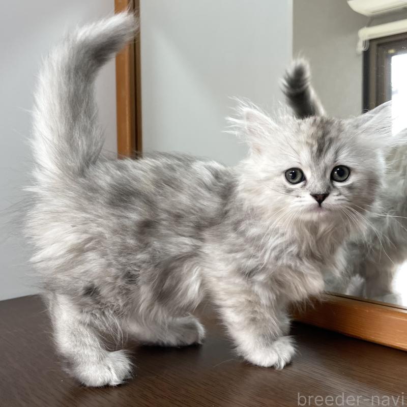 販売中の愛知県のミヌエット-136423の11枚目