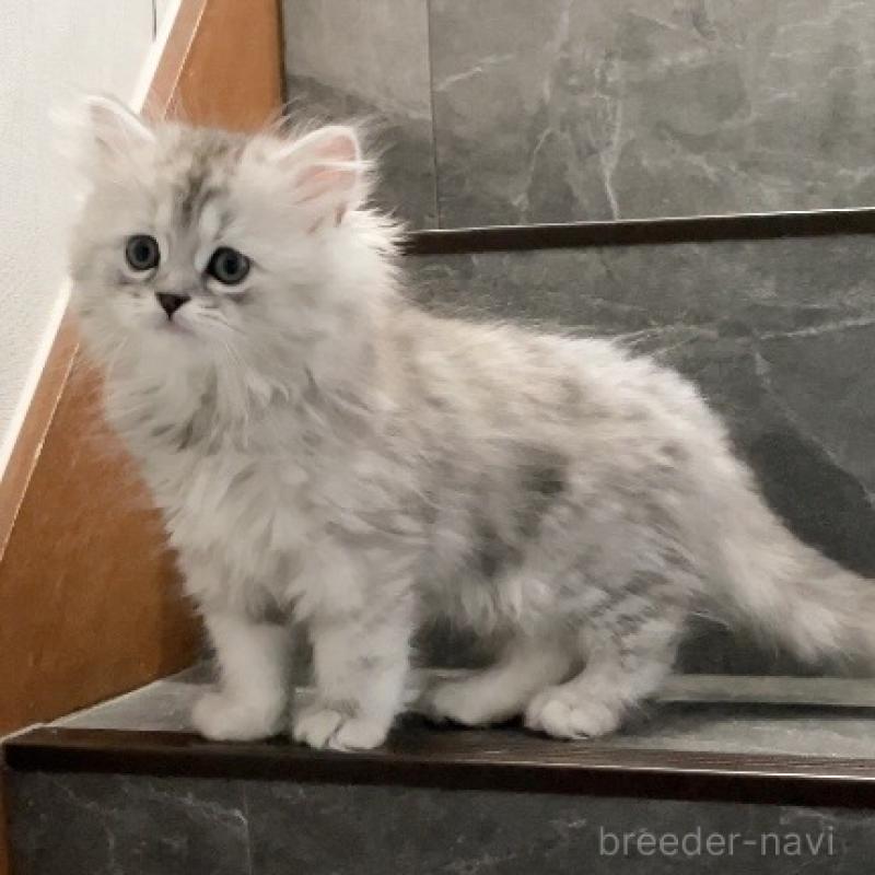 販売中の愛知県のミヌエット-136423の10枚目