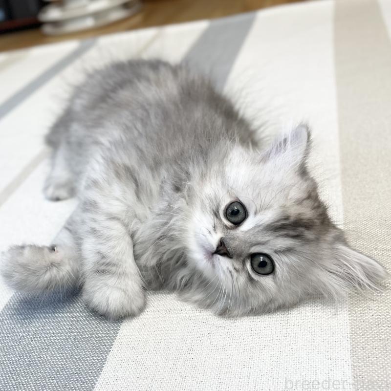 販売中の愛知県のミヌエット-136423の8枚目