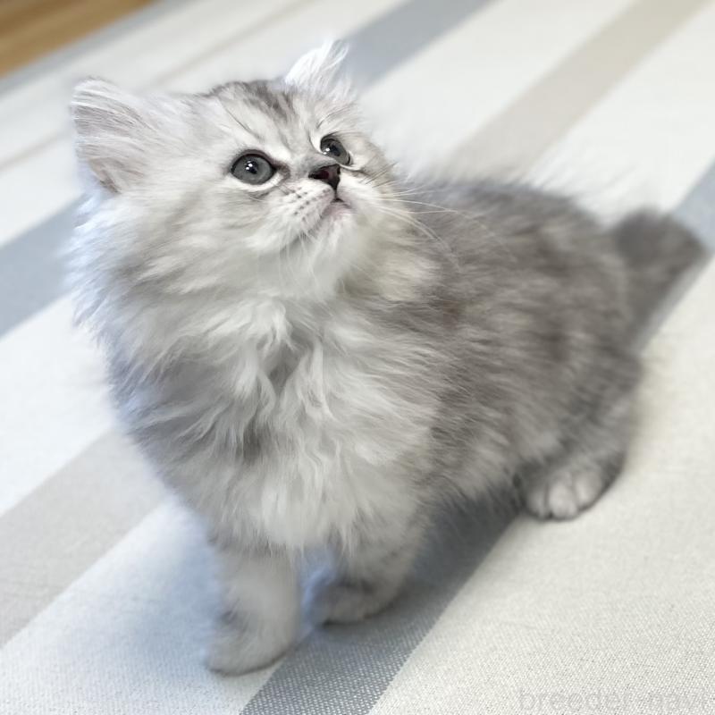 販売中の愛知県のミヌエット-136423の4枚目