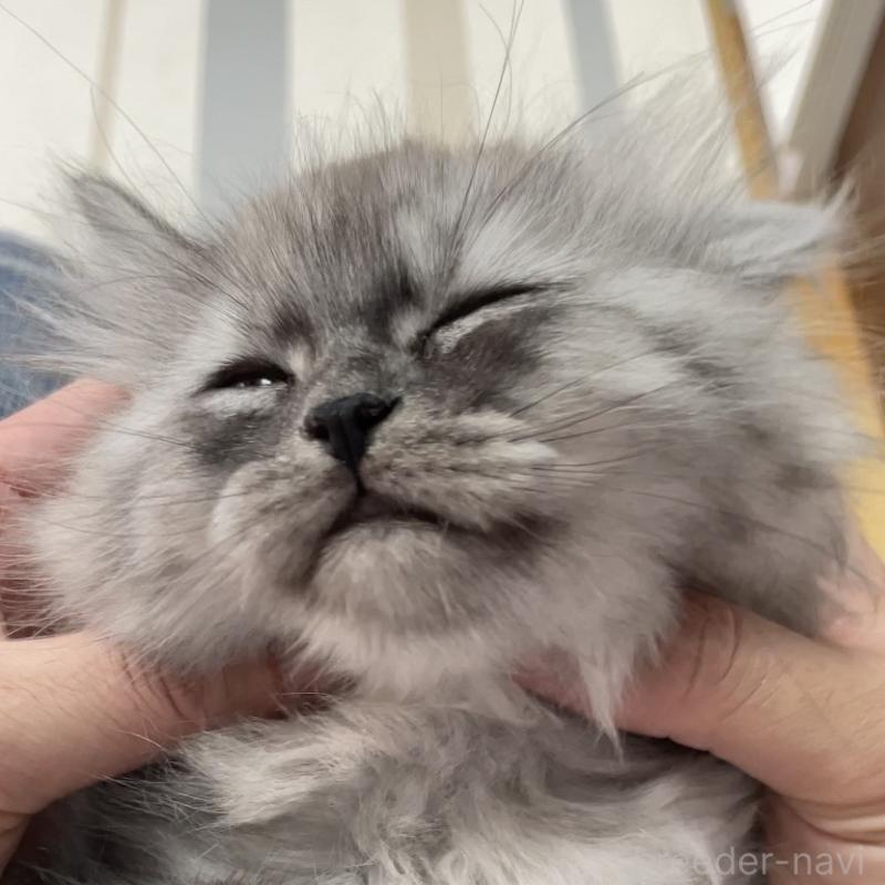 販売中の愛知県のミヌエット-136426の15枚目