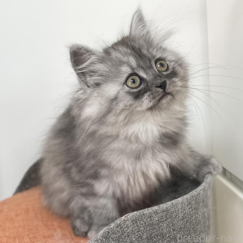 販売中の愛知県のミヌエット-136426