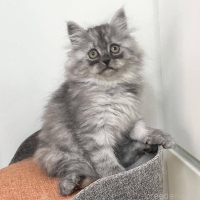 販売中の愛知県のミヌエット-136426の14枚目