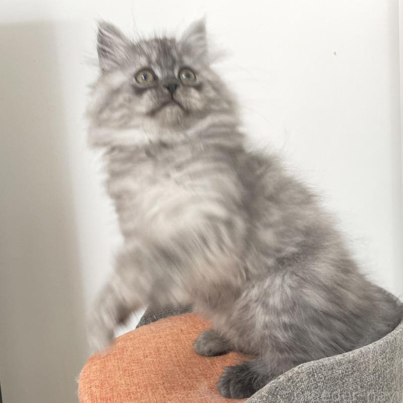 販売中の愛知県のミヌエット-136426の13枚目