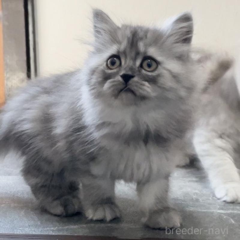 販売中の愛知県のミヌエット-136426の12枚目