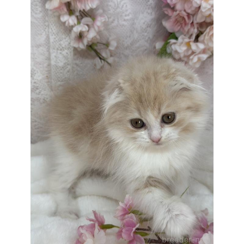 販売中の長野県のスコティッシュフォールド(折れ耳)-139693の6枚目