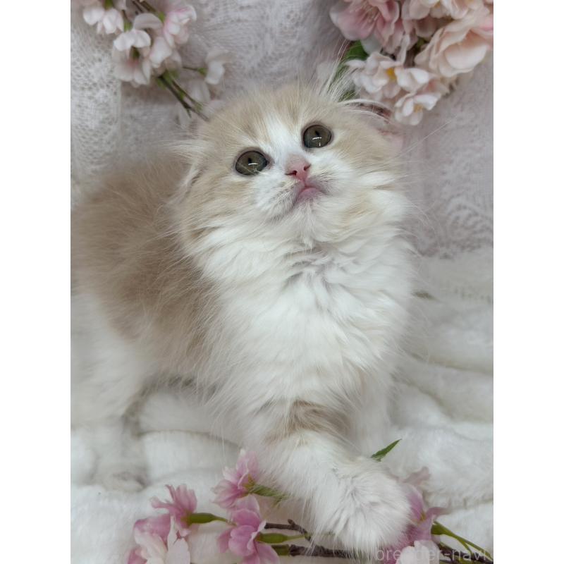 販売中の長野県のスコティッシュフォールド(折れ耳)-139693の5枚目