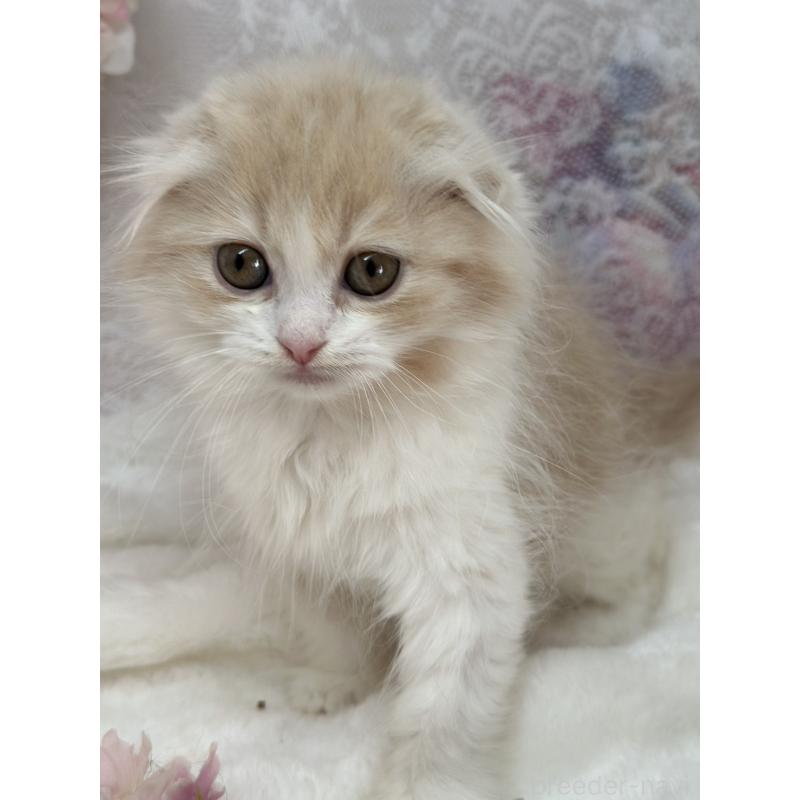 販売中の長野県のスコティッシュフォールド(折れ耳)-139693の4枚目