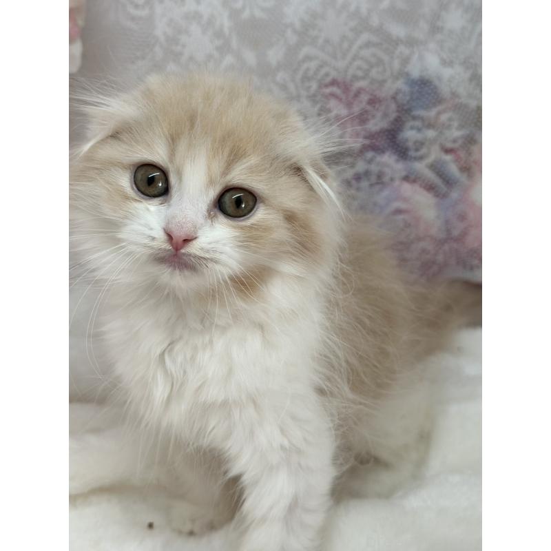 販売中の長野県のスコティッシュフォールド(折れ耳)-139693の3枚目